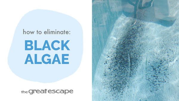 Bid Farewell to Black Algae: Defeat it with Algae Destroyer