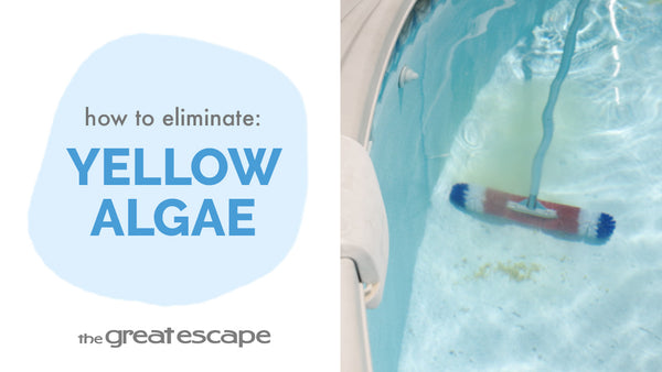 Bye-Bye Yellow Algae: Conquer it with Green to Clean