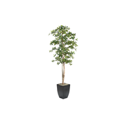 7' Artificial Black Olive Tree in Planter - The Great Escape